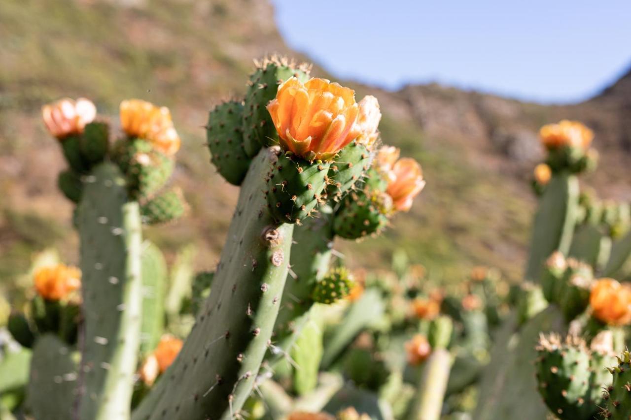 Home2Book Nature Carrizales And Masca House & Wifi Buenavista Del Norte Luaran gambar